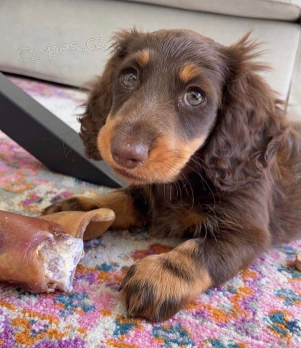 Dlouhosrst� �t��ata miniaturn�ho jezev��ka