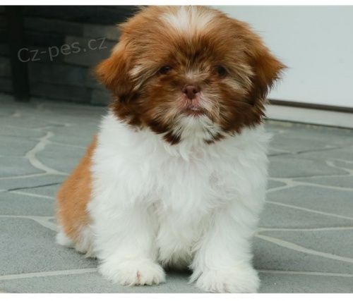 �t��ata shih tzu