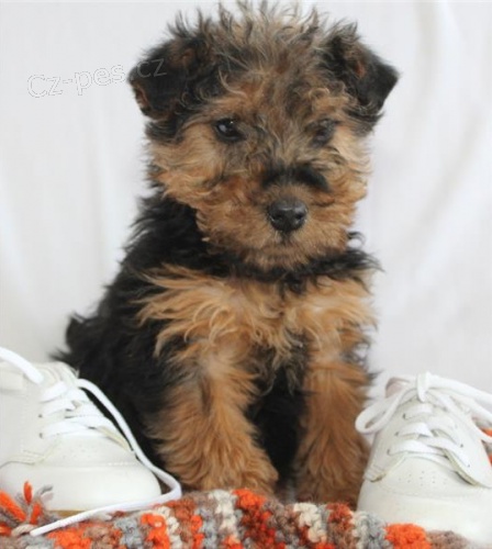 vel�sk� teri�r