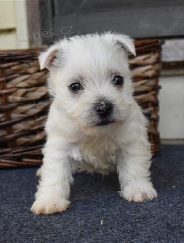 z�padn� vyso�ina k dispozici �t��ata z West Highland