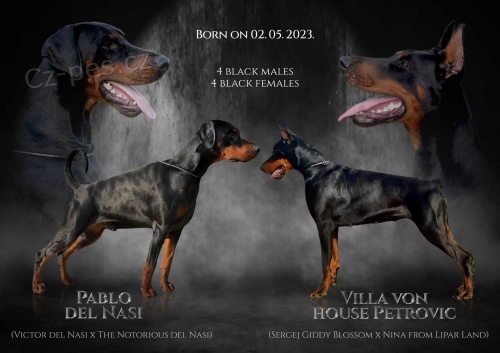 Dobrman �t��ata na prodej