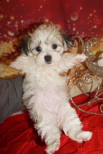 Prod�m mini �t��ata Havamalt.