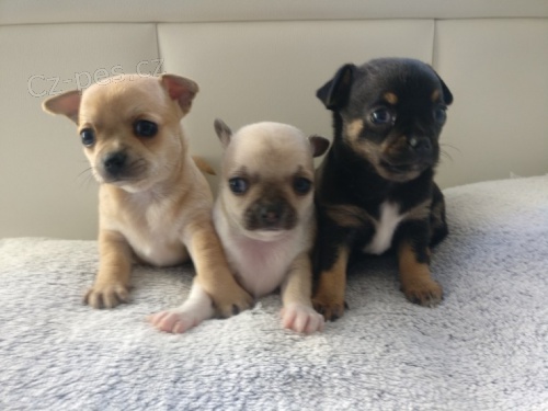 Prod�m MINI �t��ata �ivavy