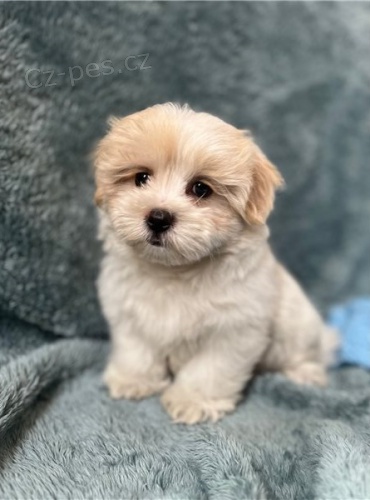 �t��ata shih tzu 