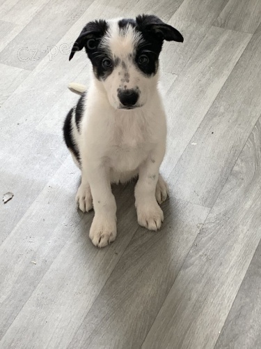 Prod�m �t��ata border kolie