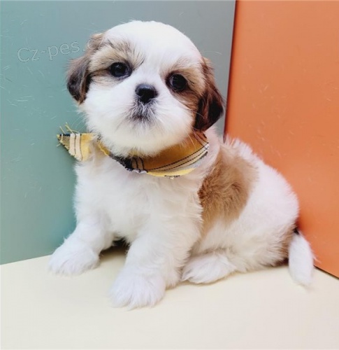 �t��ata shih tzu