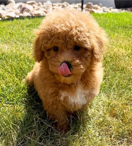 pudl, hra�ka pro �t�n�