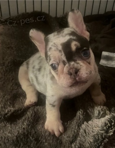 �t��ata francouzsk�ho buldo�ka