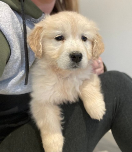 Prod�m ZDRAV� a O�KOVAN� �t��ata zlat�ho retr�vra.