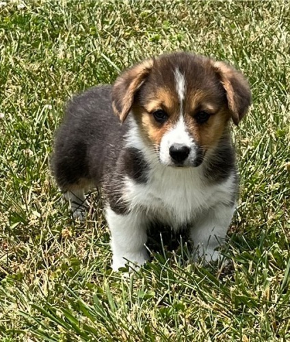 corgi, americk� �t��ata