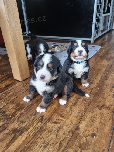 Prod�m mini �t��ata bernsk�ho sala�nick�ho psa a feny o�kovan� a od�erven�.