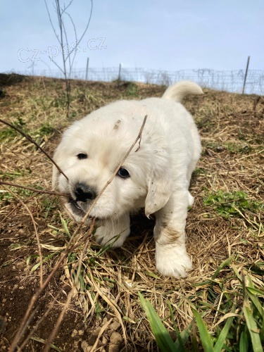 Labradorsk� retr�vr s PP~ Fenecka