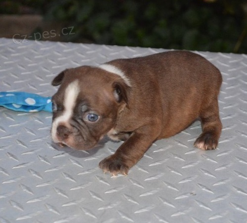 Border Terrier �t��ata