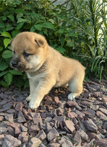�t��ata shiba inu