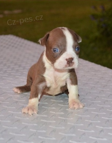 �t��ata border teri�ra