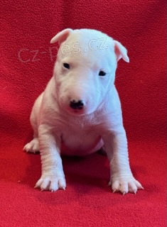 Miniaturn� Bulterier s PP