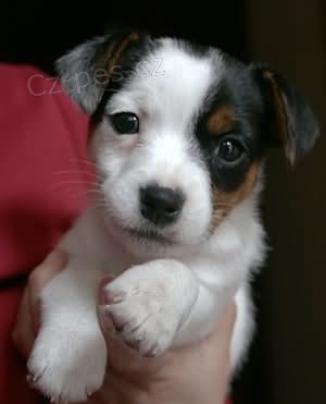Prod�m �t��ata jack russell teri�ra.