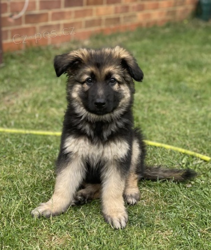 Prod�m �t��ata n�meck�ho ov��ka