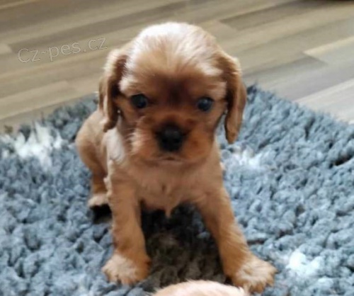 �t���tka kaval�r king charles spaniel s PP