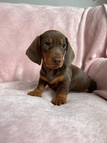 zdrav� hladk� srst �t��ata jezev��k� na prodej