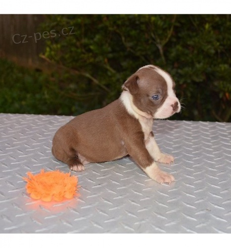 zdrav� hrani�n� teri�r