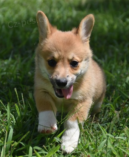 corgi, pembroke vel�sk� �t��ata
