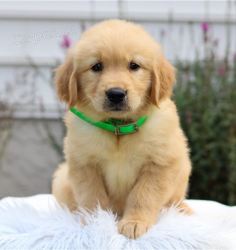 zdrav� �t��ata zlat�ho retr�vra