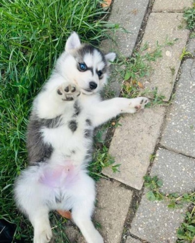 Sibi�sk� husky Fenku
