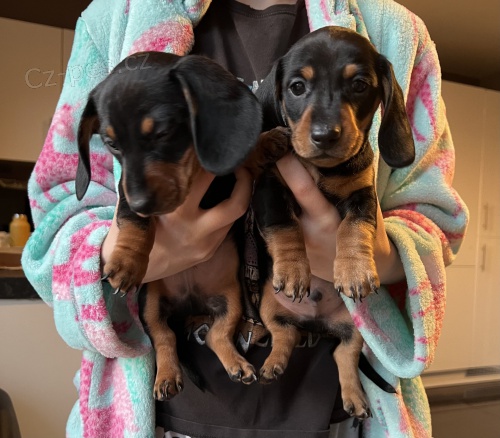 hladkosrst� �t��ata jezev��ka velikosti kr�l�ka