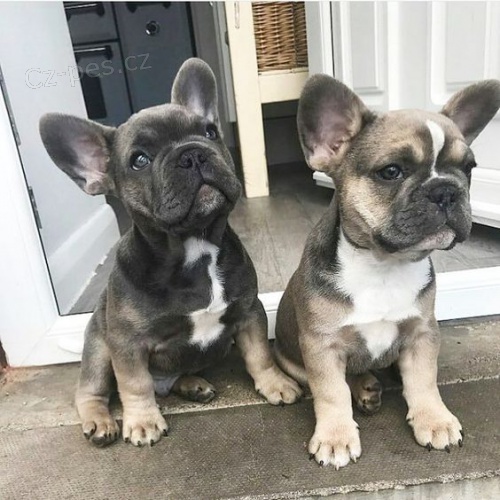 Prod�m ZDRAV� a O�KOVAN� �t��ata francouzsk�ho buldo�ka.
