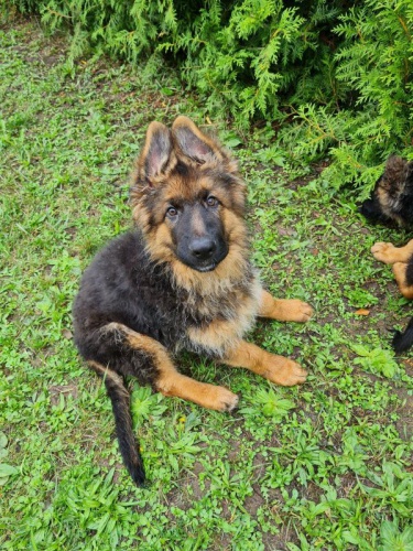 N�meck� ov��k - prod�m