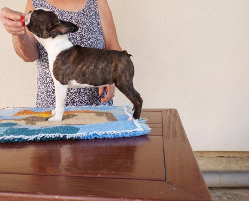 Bostonsk� teri�r �t��ata