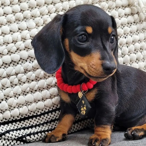 Prod�m trpasli�� �t��ata jezev��ka hladkosrst�ho