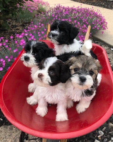 �t��ata havanese na prodej.