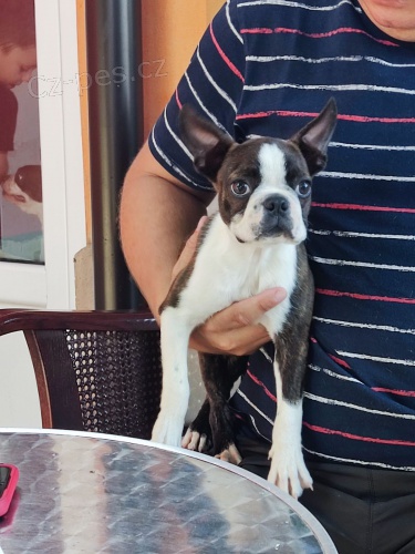 Bostonsk� teri�r