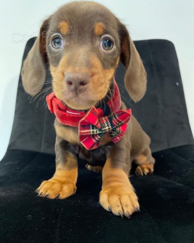 Prod�m trpasli�� �t��ata jezev��ka hladkosrst�ho