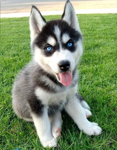 Prod�m rozko�n� �t���tka sibi�sk�ho huskyho s kr�sn�ma modr�ma o�ima.