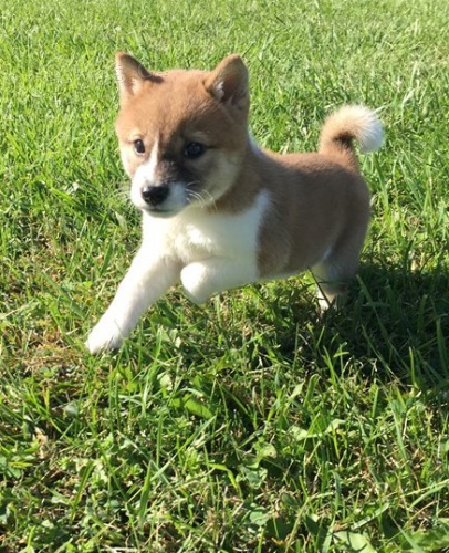 �t��ata shiba inu