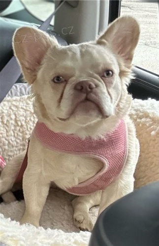 �t��ata francouzsk�ho buldo�ka