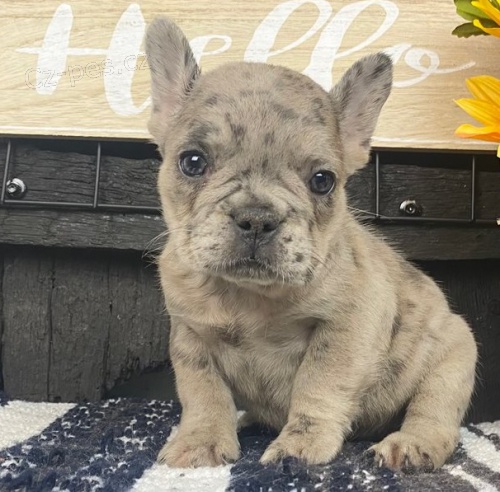 �t��ata francouzsk�ho buldo�ka