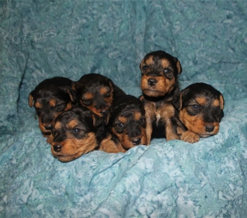 �t��ata welsh teri�ra