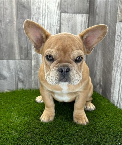 �t��ata francouzsk�ho buldo�ka