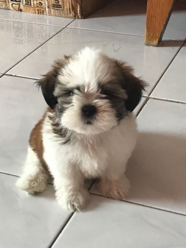 Prod�m miniaturn� �t��ata SHIH TZU