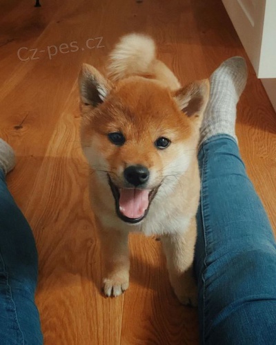 �T��ATA SHIBA INU