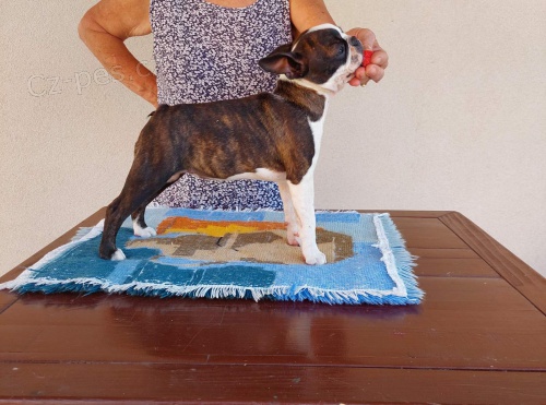 Bostonsk� teri�r �t��ata