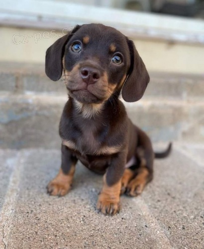 Prod�m mini �t��ata jezev��ka hladkosrst�ho