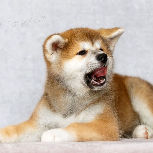 Prod�m �t��ata japonsk� akity inu