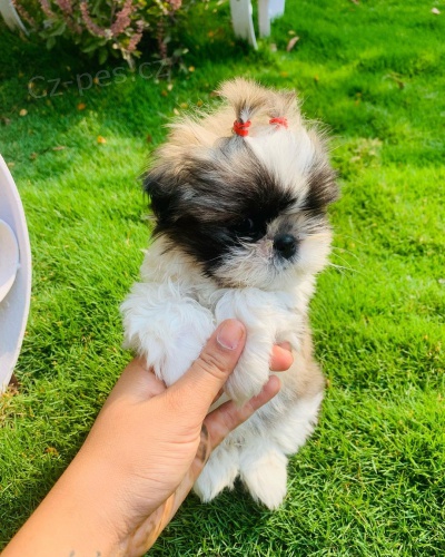 Prod�m �t��ata SHIH TZU