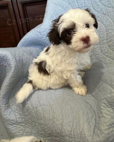 Prod�m roztomil� a zdrav� �t��ata havanese.