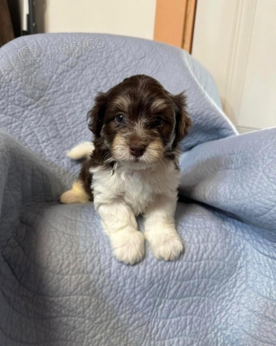�t��ata havanese na prodej.